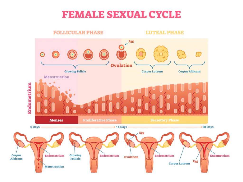ciclo mestruale e fertilità