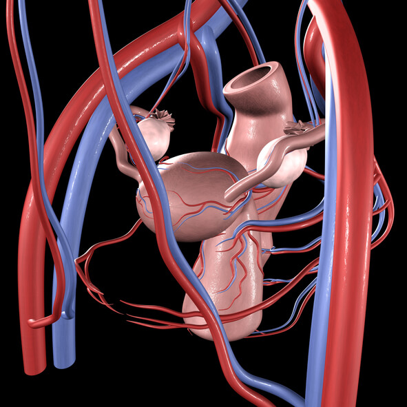 Varicocele pelvico femminile: sintomi e terapie