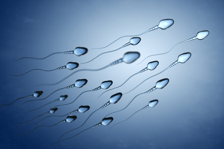 Quanto vivono gli spermatozoi?