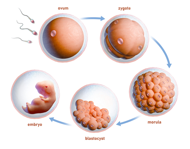 Mancato attecchimento blastocisti cosa significa?